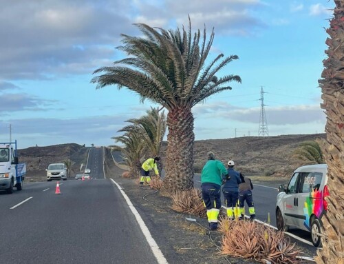 El Ayuntamiento apuesta por el cuidado y la recuperación del palmeral de Costa Teguise